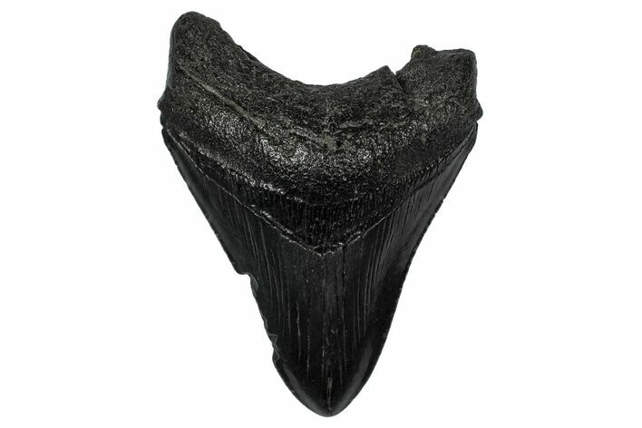 Fossil Megalodon Tooth - South Carolina #345802
